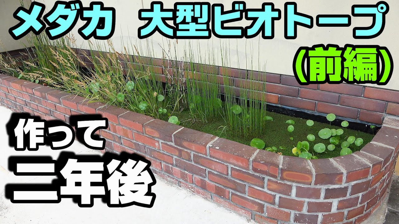 【前編】植物が育つ育つ！ メダカの大型ビオトープの２年後！＃メダカ＃ビオトープ