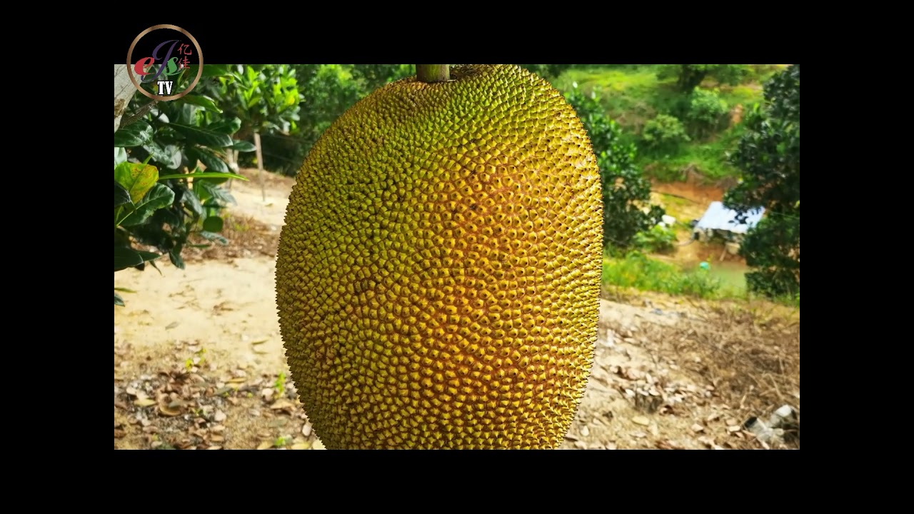 20220105 大树波罗蜜的修支法 NANGKA J33