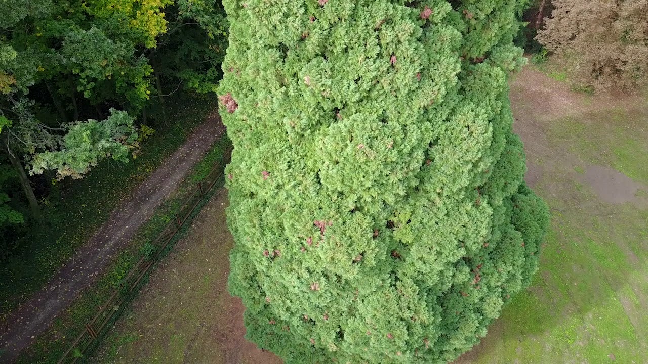 Arboristi ošetrujú kandidáta na strom roka 2019