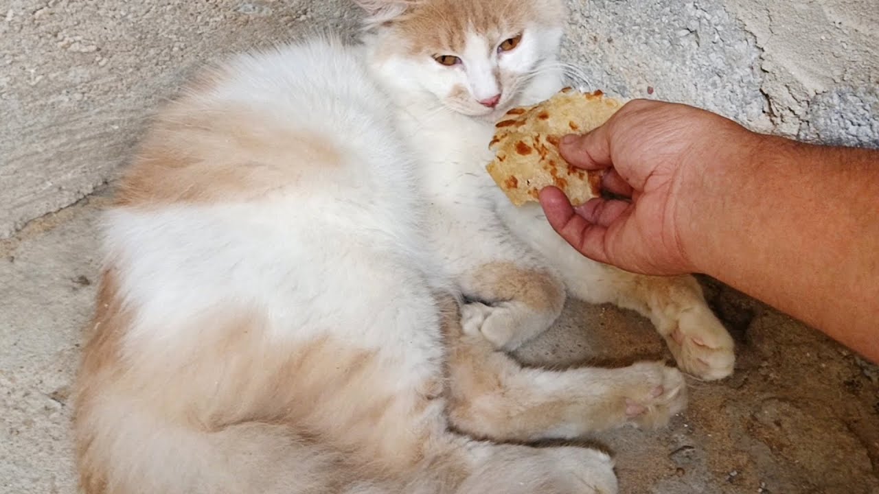 Tom jerry k jane k baad udas rahane laga #cat