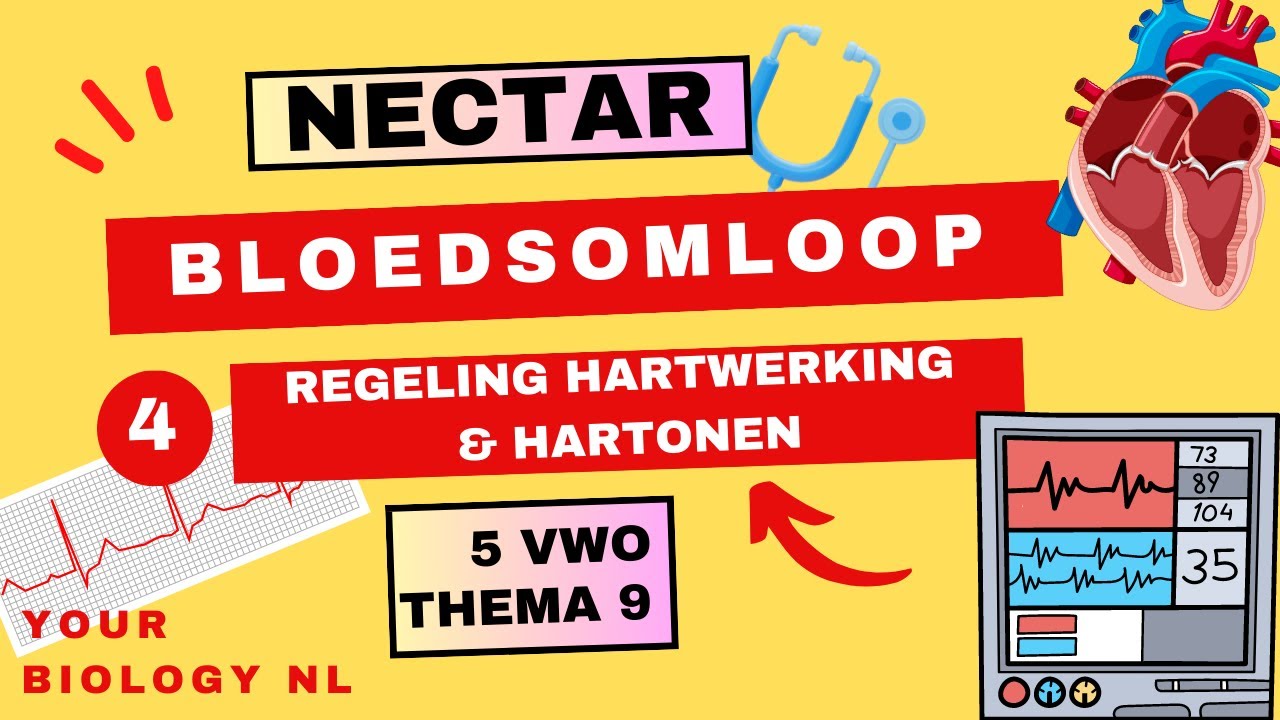 5 vwo | Bloedsomloop | 4 | Regeling hartwerking & harttonen