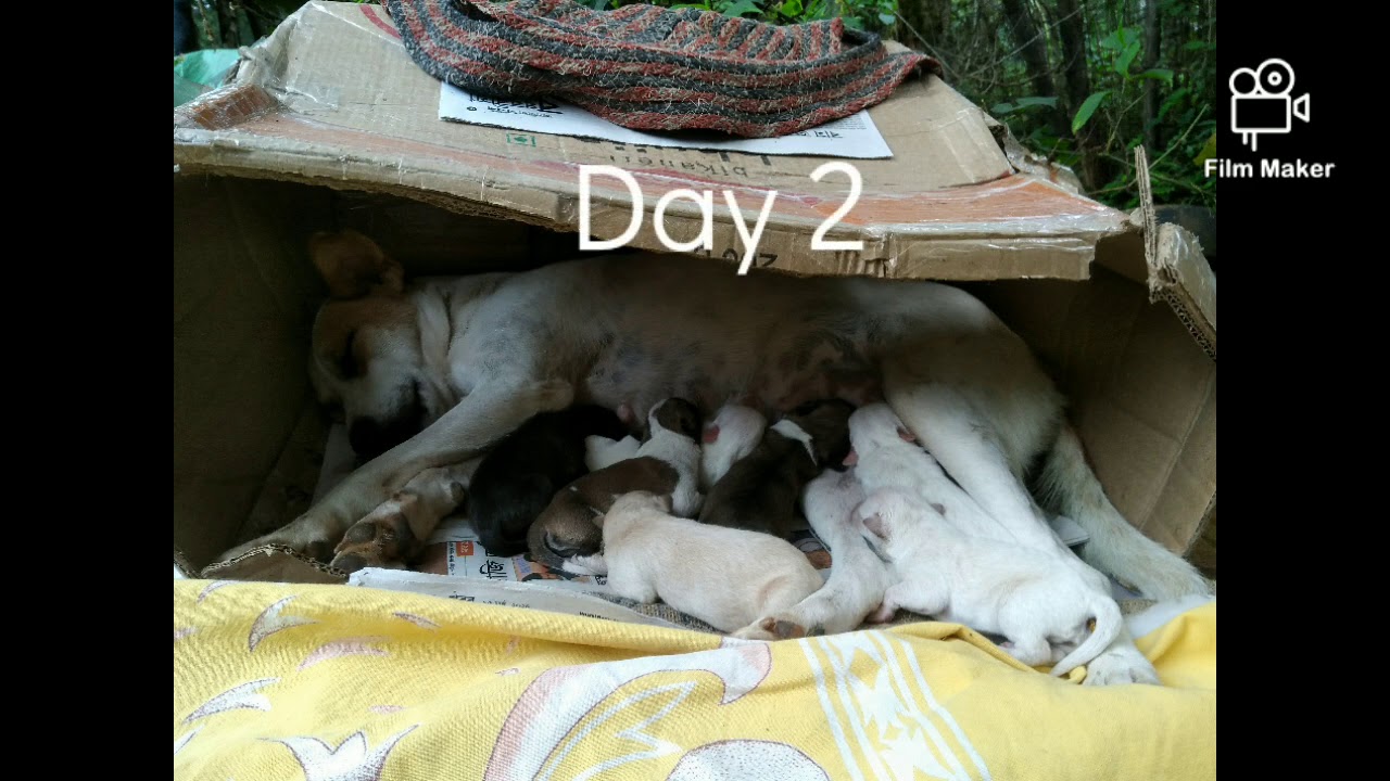 An Indian normal puppy growth from new born to 1 month