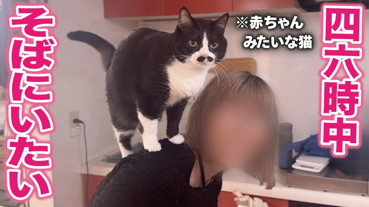 片時も離れたくない甘えん坊猫がとる行動がいちいち赤ちゃんっぽくて可愛すぎて困ってます！