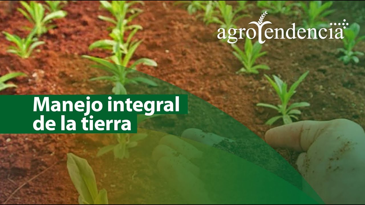 Manejo integral de la tierra 🌱 Técnicas de cultivo