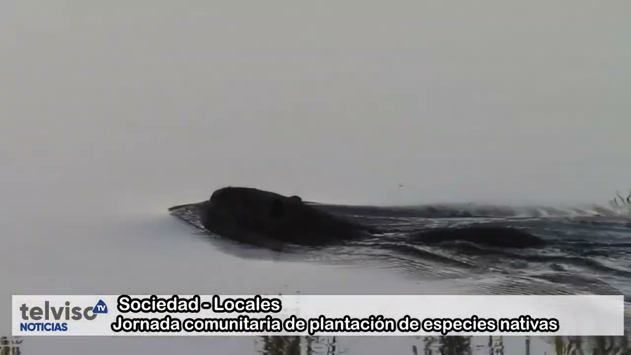 13.2.2026 - JORNADA COMUNITARIA DE PLANTACIÓN DE ESPECIES NATIVAS - TELVISO NOTICIAS