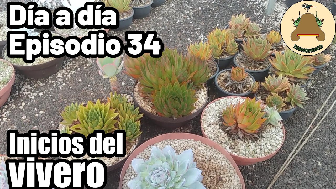 Los inicios del vivero de suculentas. Día a día en un vivero de suculentas. Episodio 34.