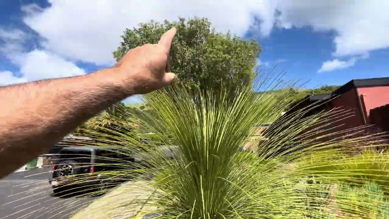 Dasylirion longissimum 'Smooth Desert Spoon&rsquo;