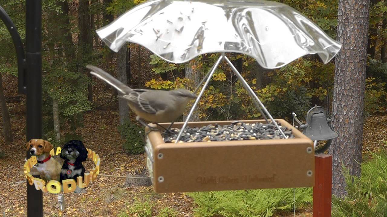 Northern Mockingbird Outside My Window