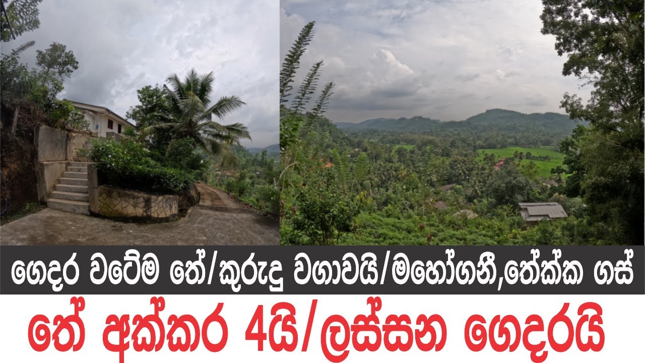 තේ අක්කර 4යි, ලස්සන ගෙදරයි, මහෝගනී ගස් 10🌳, කුරුදු වගාවයි, තේක්ක ගස්..