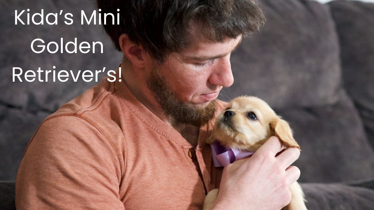 Kida's Mini Golden Retriever Litter name Day!