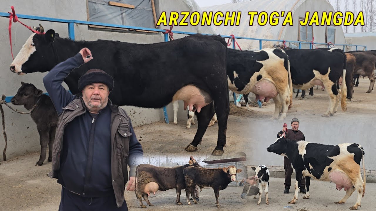 ARZONCHI TOG'A LOL QOLDIRADI NARXLAR ZO'R SUV TEKIN ☎️+998994816575