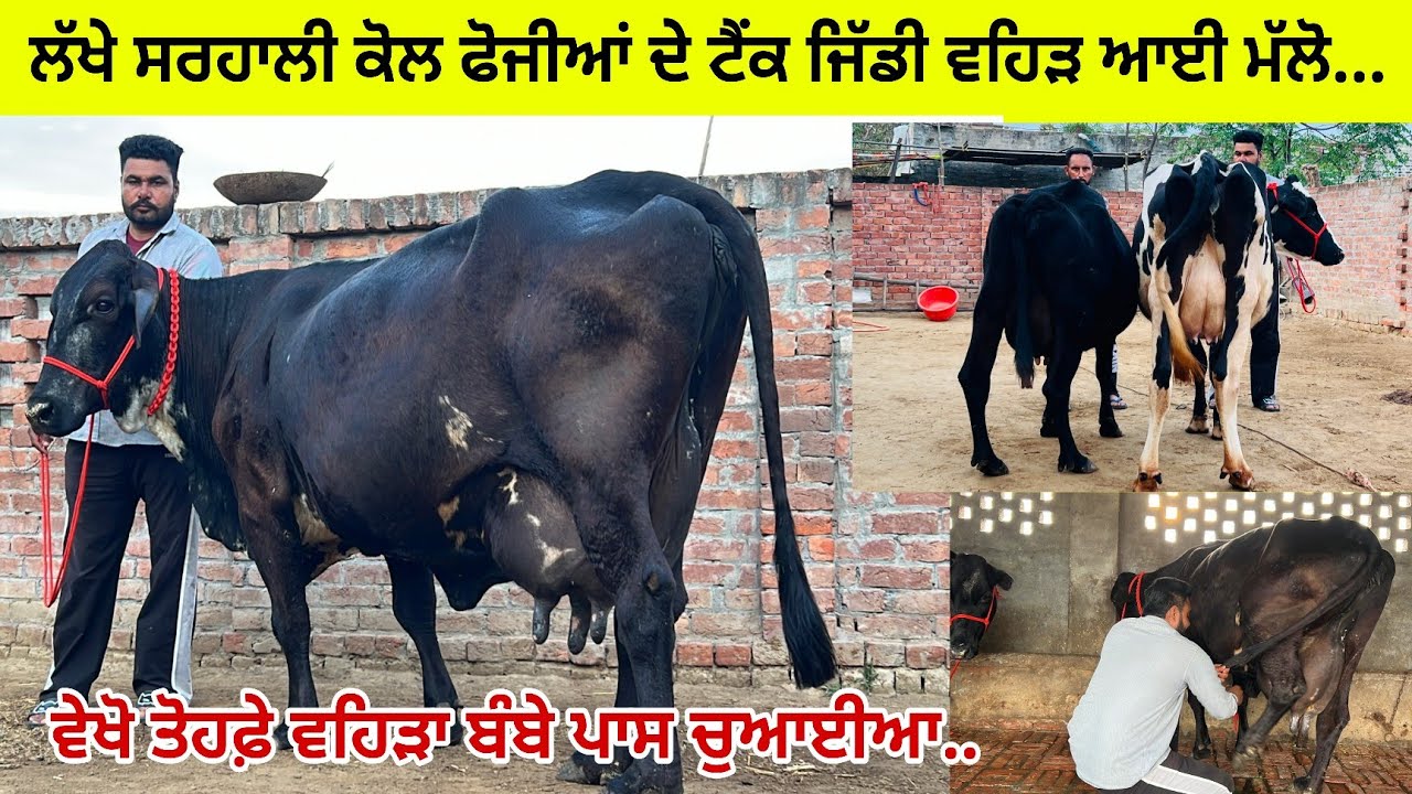 ਲੱਖੇ ਸਰਹਾਲੀ ਕੋਲ 4 ਵਹਿੜਾ ਵਿਕਾਊ ਸੂਈਆਂ ਤਾਜ਼ੀਆਂ/ ਇਕ ਗੱਬਣ ਤਿਆਰ/ ਪਿੰਡ ਸਰਹਾਲੀ/ਤਰਨਤਾਰਨ 