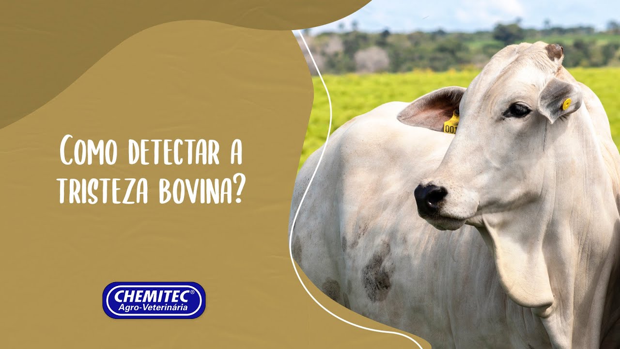 Como detectar a tristeza bovina?