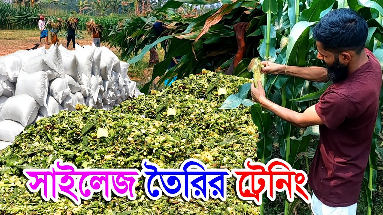 সাইলেজ বানানোর পদ্ধতি ও সঠিক নিয়ম | ভুট্টার সাইলেজ এর দাম ও কোথায় পাওয়া যায়?