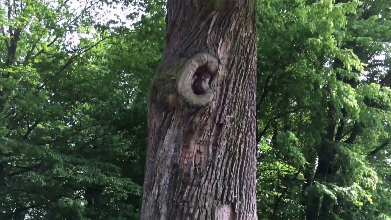 Poland  - Tree of the Year 2016 (Oak J&oacute;zef)