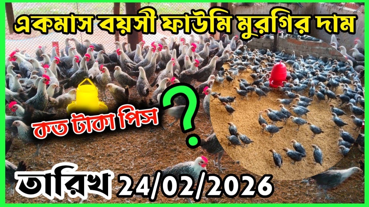 একমাস বয়সী ফাউমি মুরগির দাম জানুন || ফাউমি মুরগি কোথায় পাওয়া যায় || fawmi murgir price #chicken