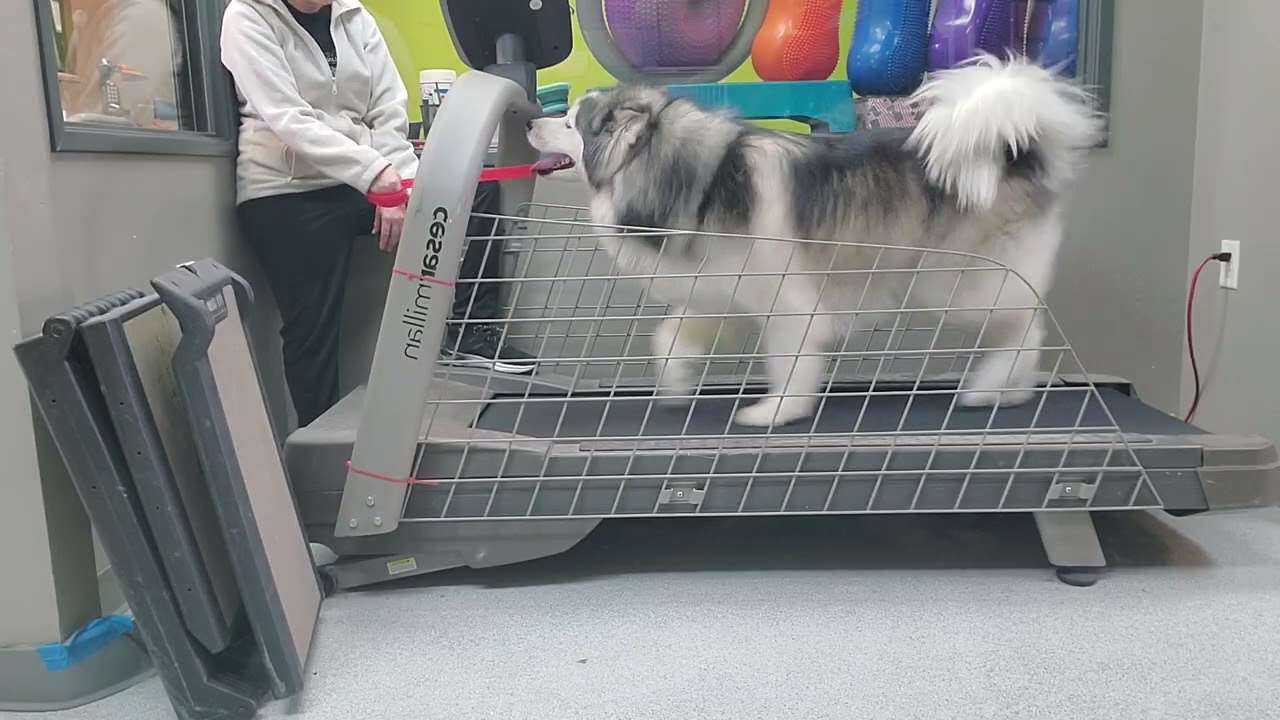 Беговая дорожка Лейлы