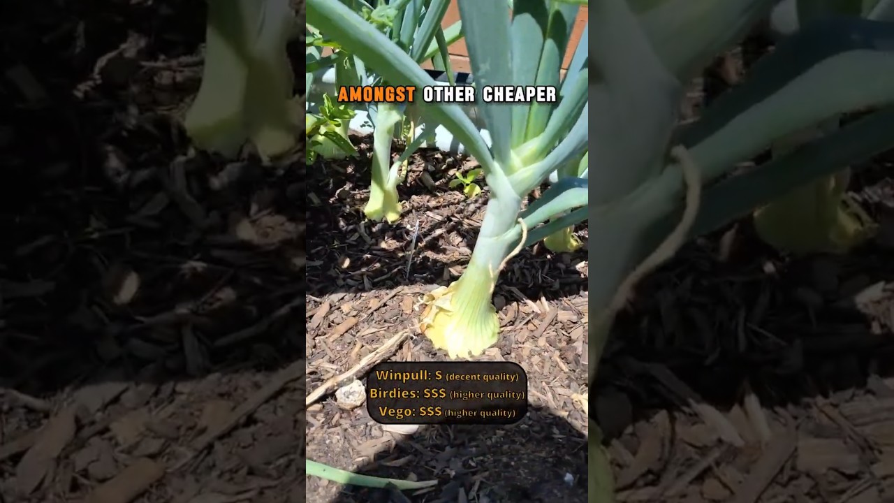 Set Up a Cheap Metal Raised Bed in Minutes! 💪 #gardening #raisedbedgardening #howto