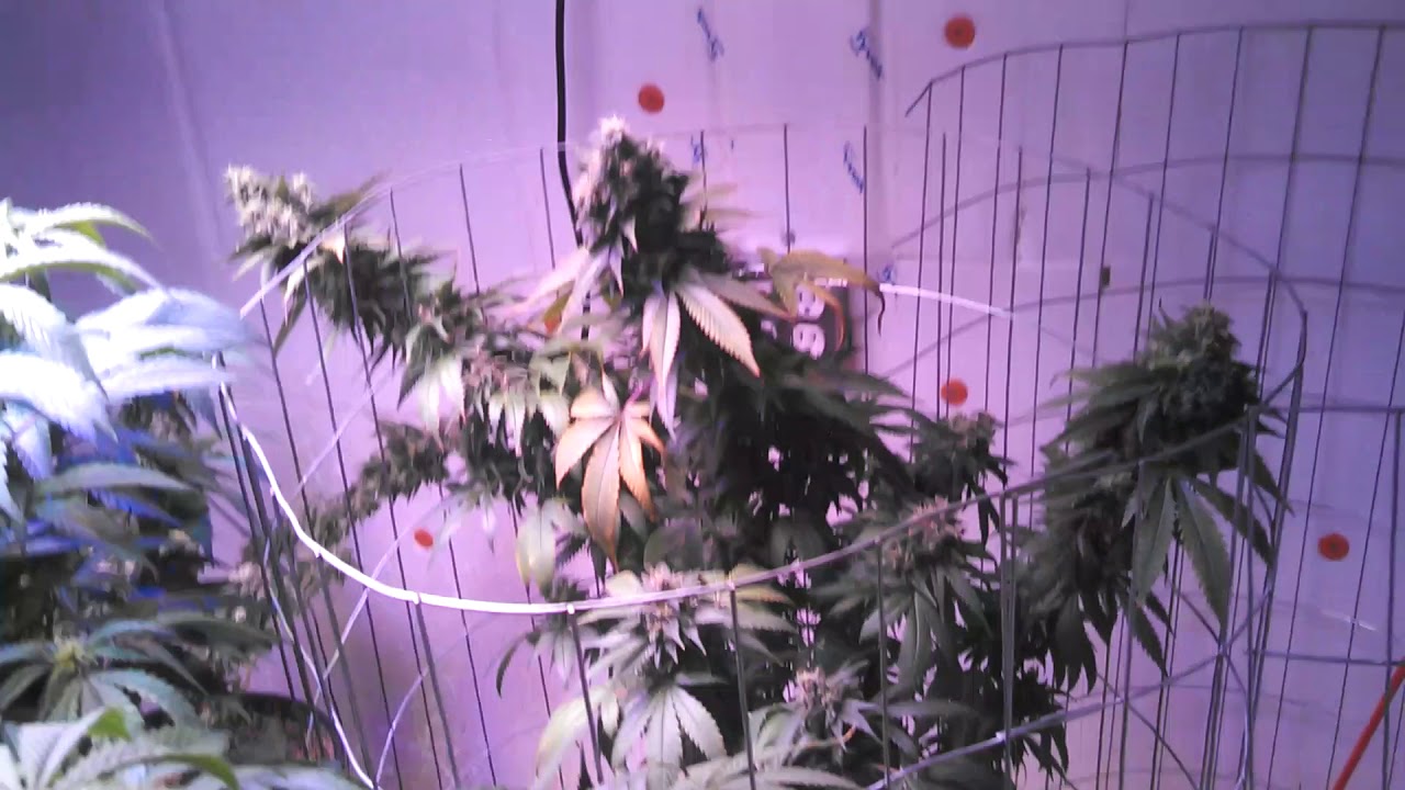 Black Diamond Perfect Sun LEDs Goliath/Dwarf Star