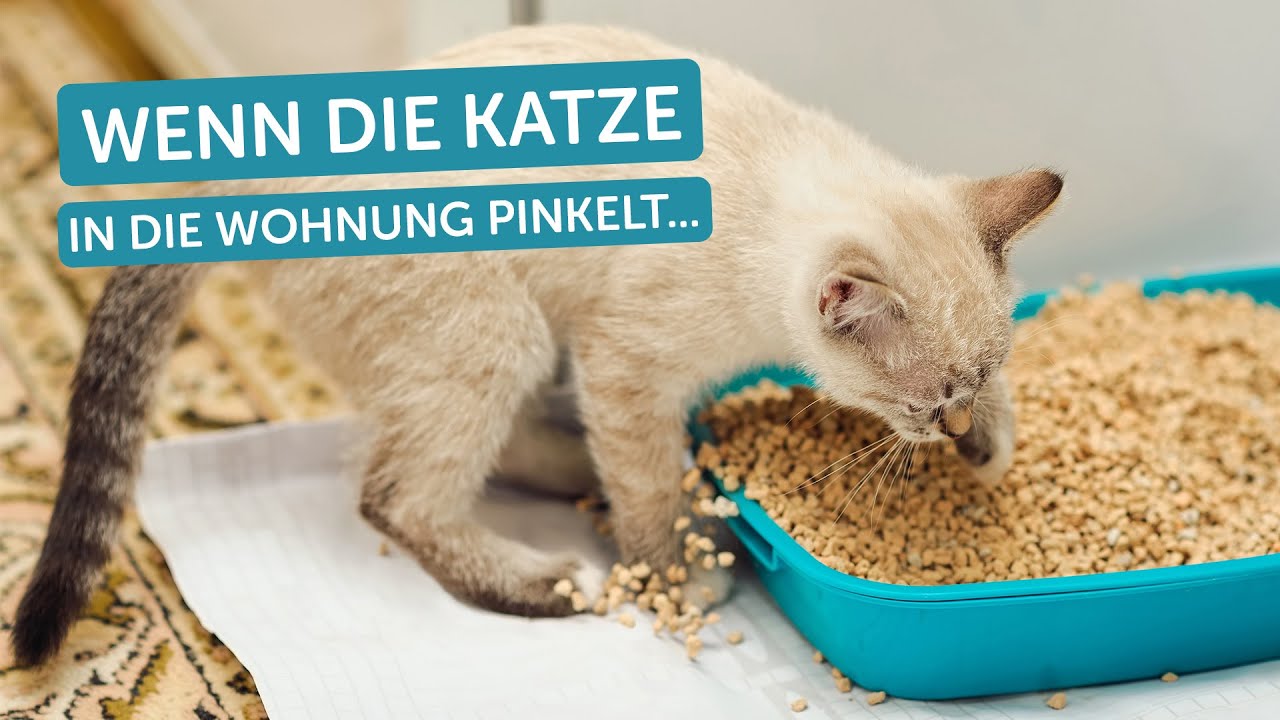 Schluss damit! Warum pinkelt meine Katze alles voll? | Tierarzt Tacheles | ZooRoyal