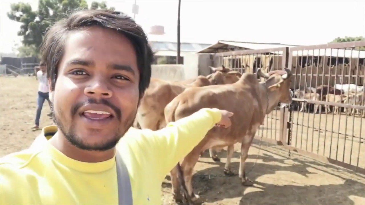 Hingonia Cow Rehabilitation Center, Jaipur: 34000 Cows and hidden attraction of Jaipur | NIT Jaipur