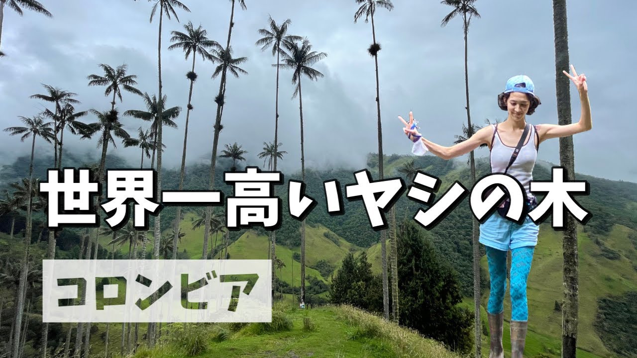 [コロンビア] 謎すぎる天空のヤシの木。コロンビアのココラ渓谷と山のホテル。#第6弾