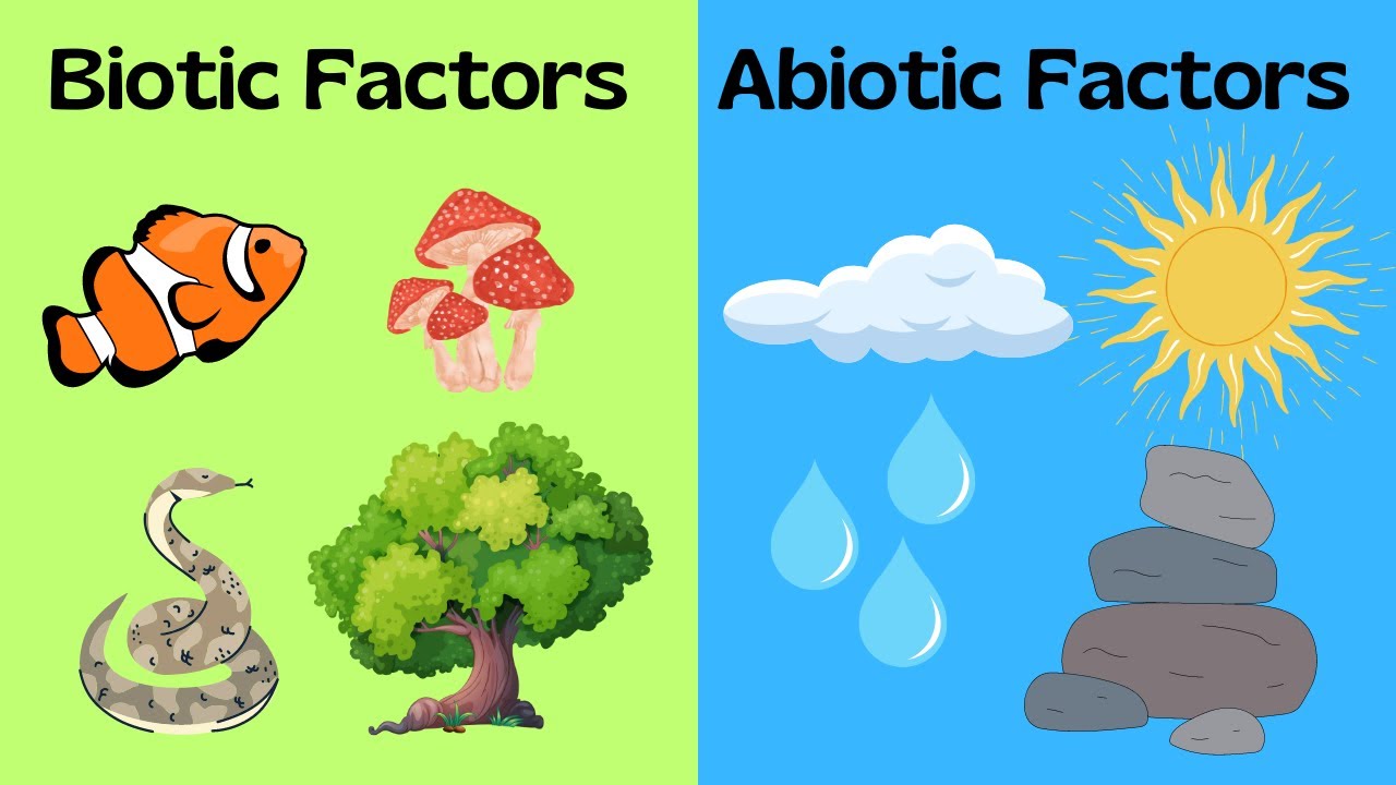 Biotic and Abiotic Factors