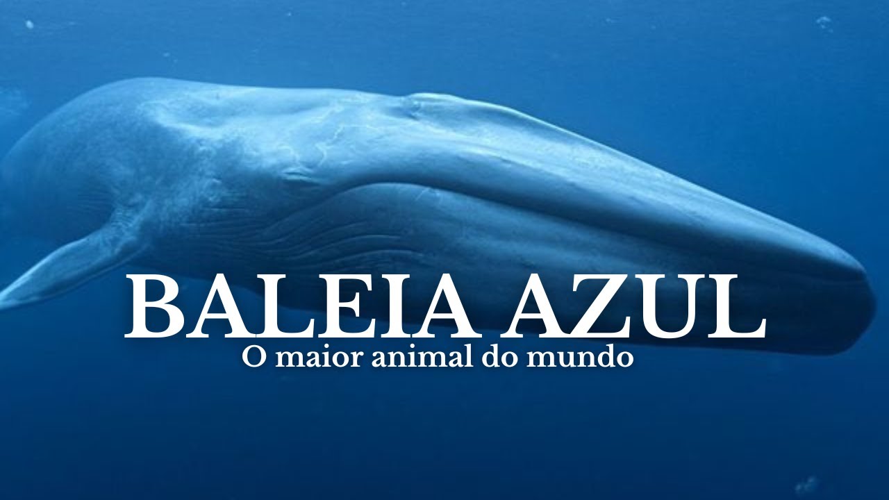 Baleia Azul: O maior animal do mundo.