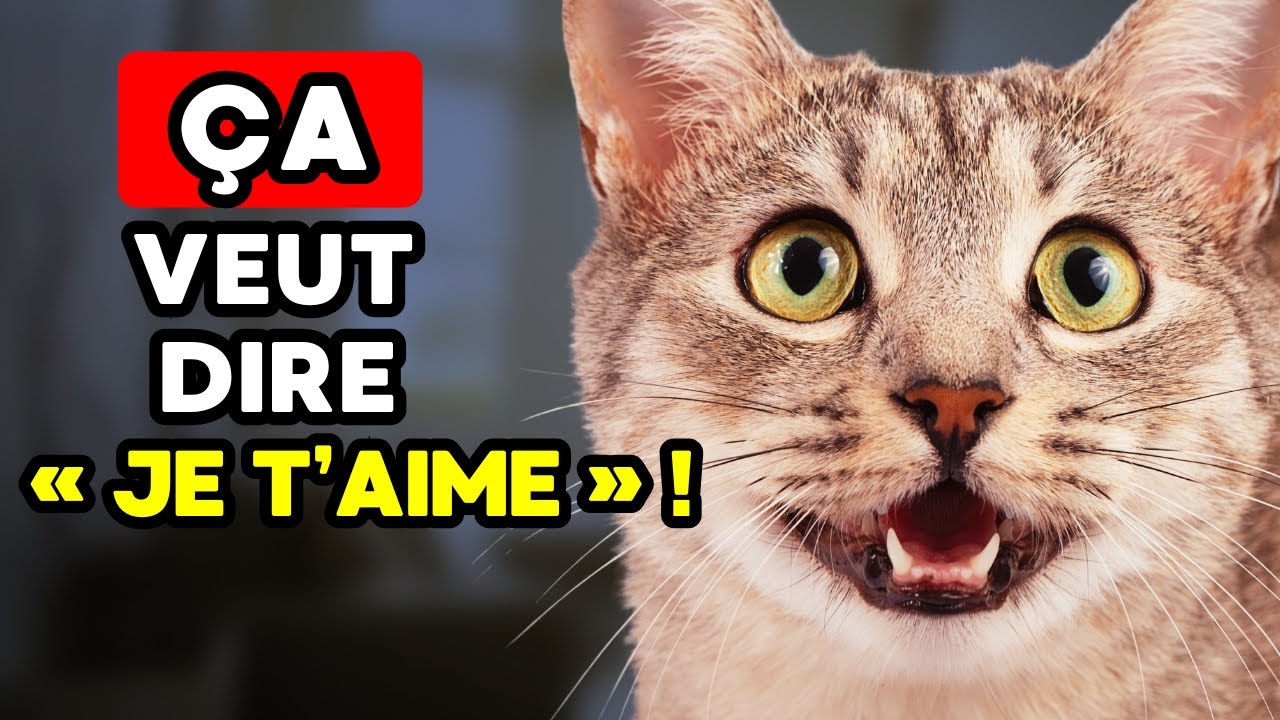 Ton chat te dit « JE T’AIME » … et tu NE LE VOIS MEME PAS !