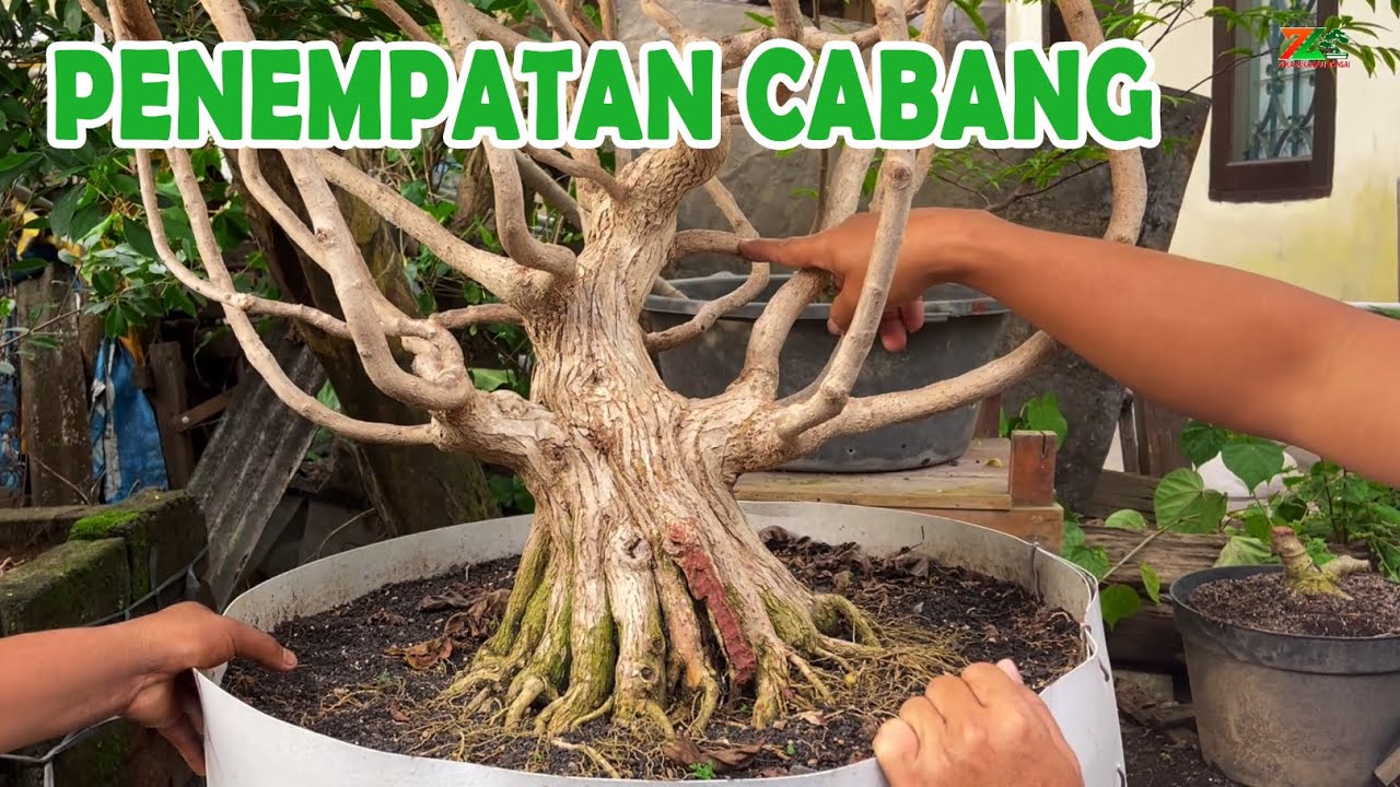 PENEMPATAN CABANG YANG BENAR SEBELUM KEBABLASAN