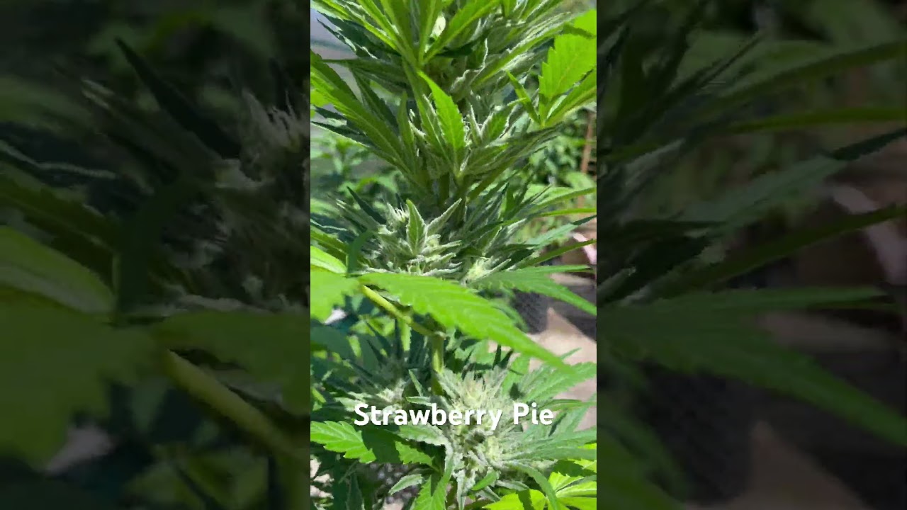 Strawberry Pie Auto Fastbuds