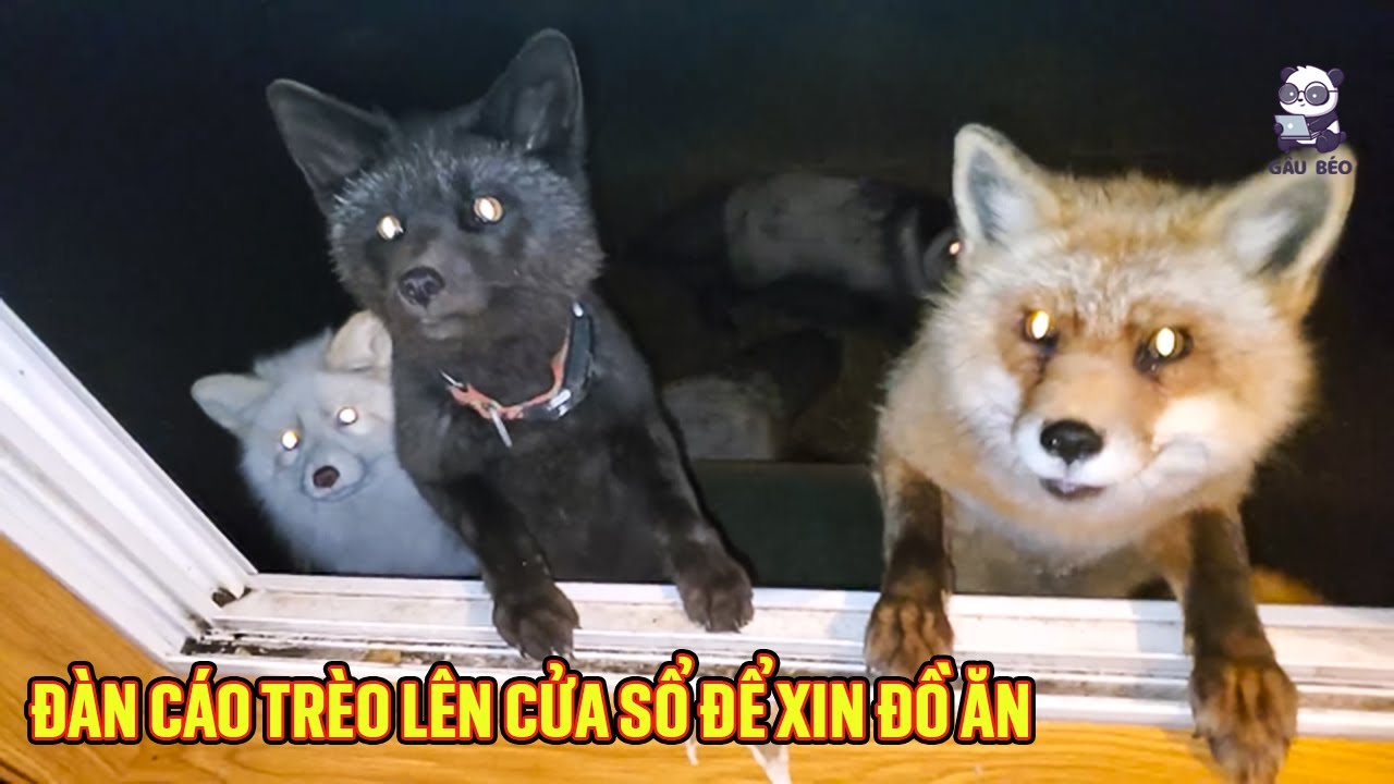 Đàn cáo leo cửa sổ nhà cô gái để xin ăn câu chuyện đáng yêu giữa thiên nhiên và con người