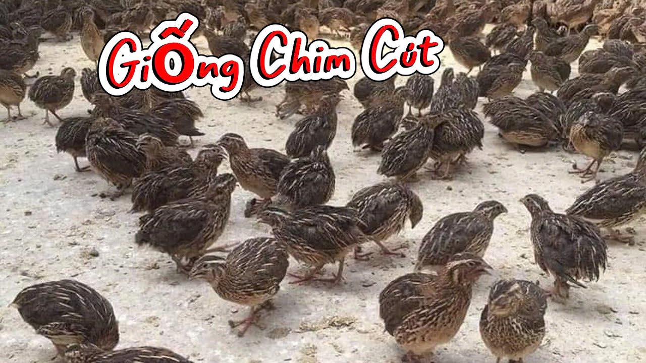 Khởi Nghiệp Chăn Nuôi  Chim Cút
