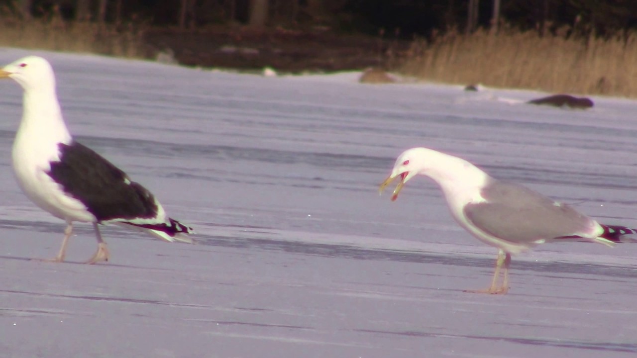 Great black-backed gull and herring gull's friendship