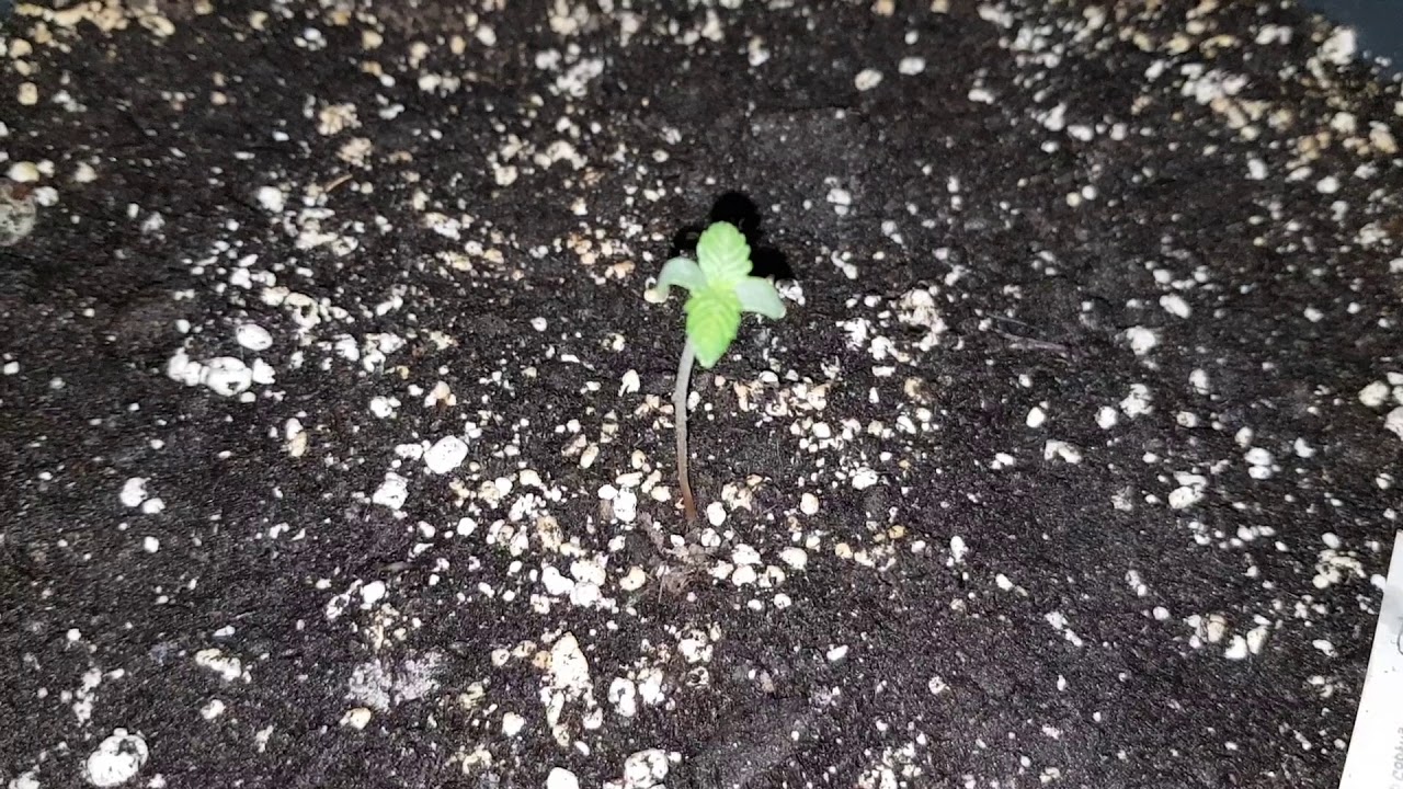 Critical Orange Punch Dutch Passion seeds day 3. Mark