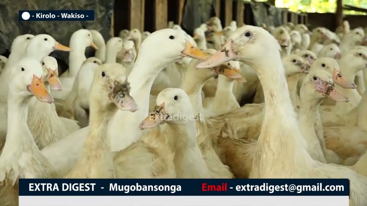 Okulunda embaata kufuna kilalu mwattu n'okusinga enkoko - wulira bino oyige (part 1) #extradigest