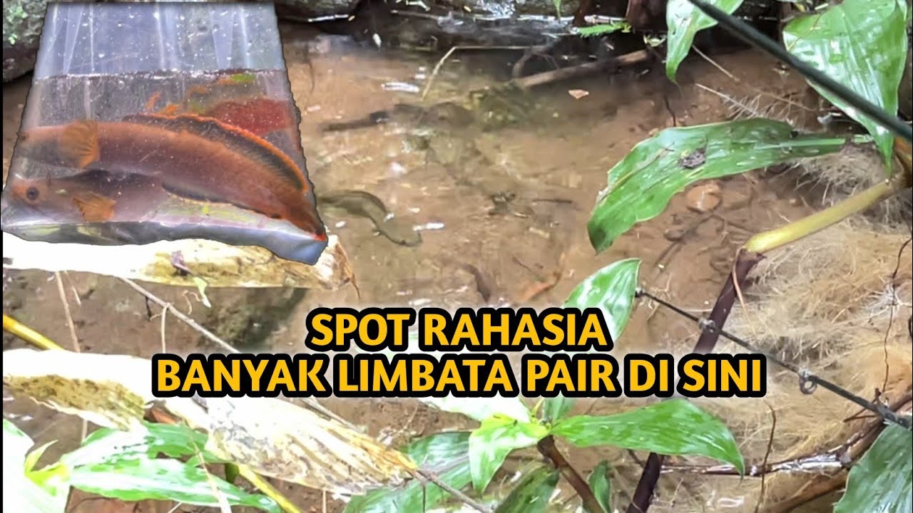 Sarang channa limbata di tengah hutan #channa #channalimbatamangap #viral 