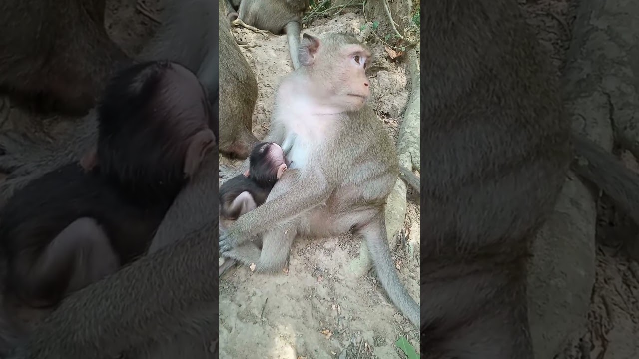 Looks So Hungry Baby Monkey | He Need So Much Milk | The Life Of Monkey Family In The Jungle #Shorts