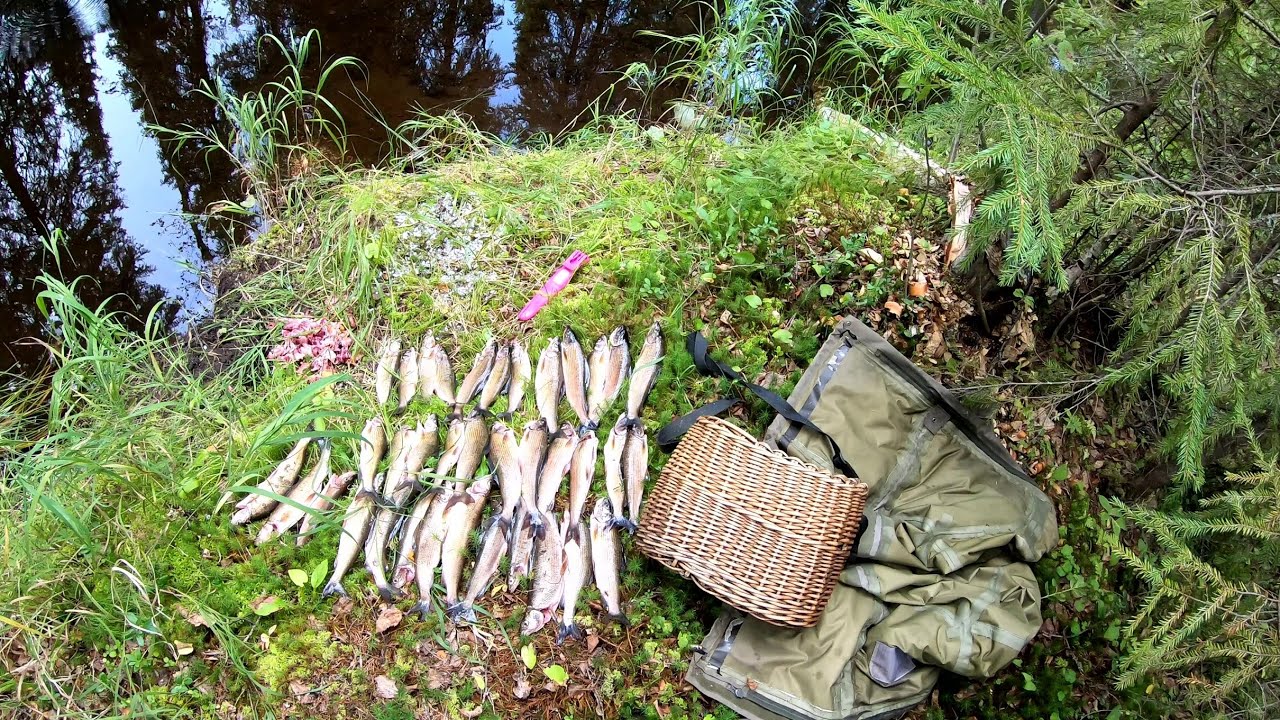 В поисках хариуса.День третий.