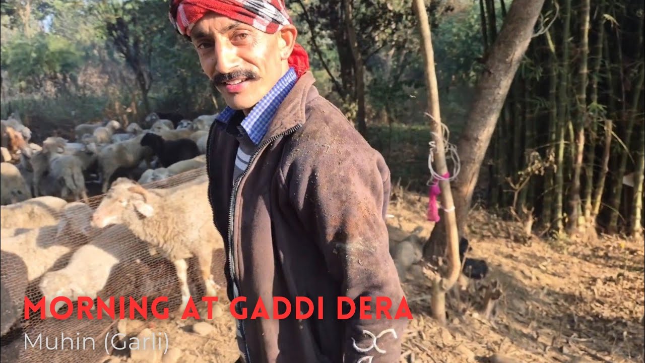 Gaddi life. Part 2/3. Morning at 