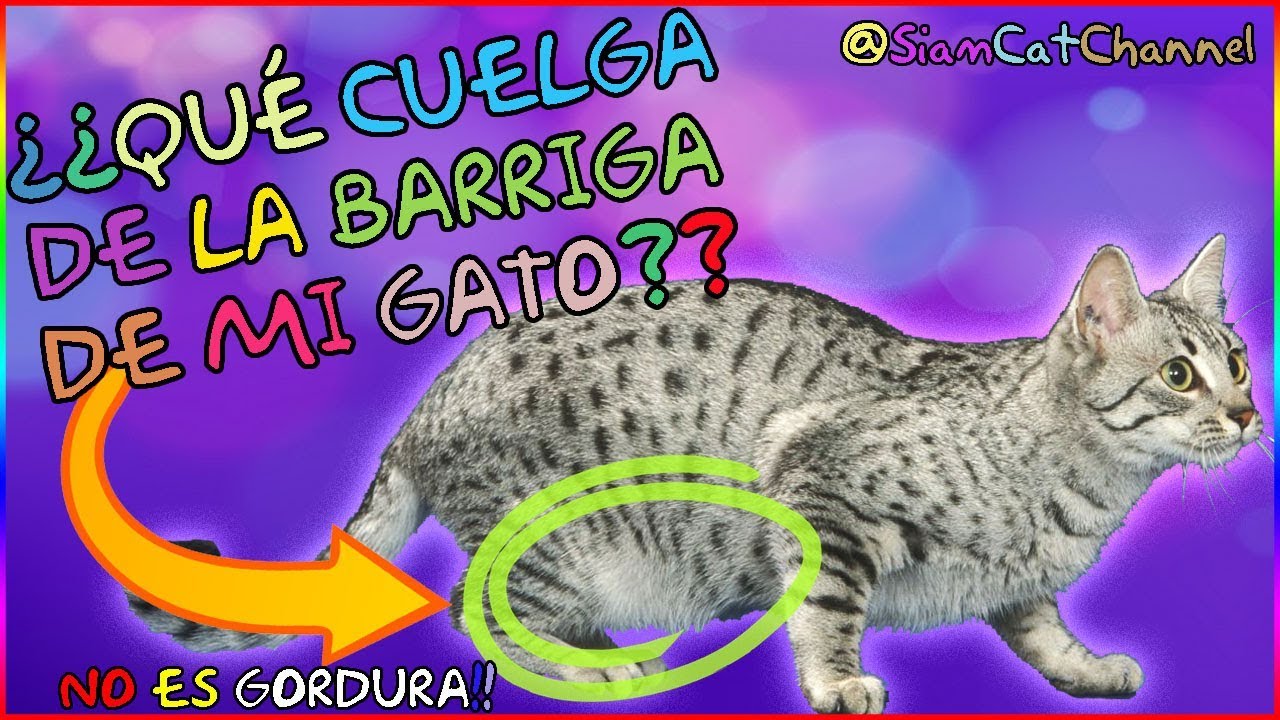 &iquest;Por qu&eacute; a Mi Gato Le Cuelga Una Barriga? | Todo Sobre La Bolsa Primordial En Gatos - SiamCatCahnnel