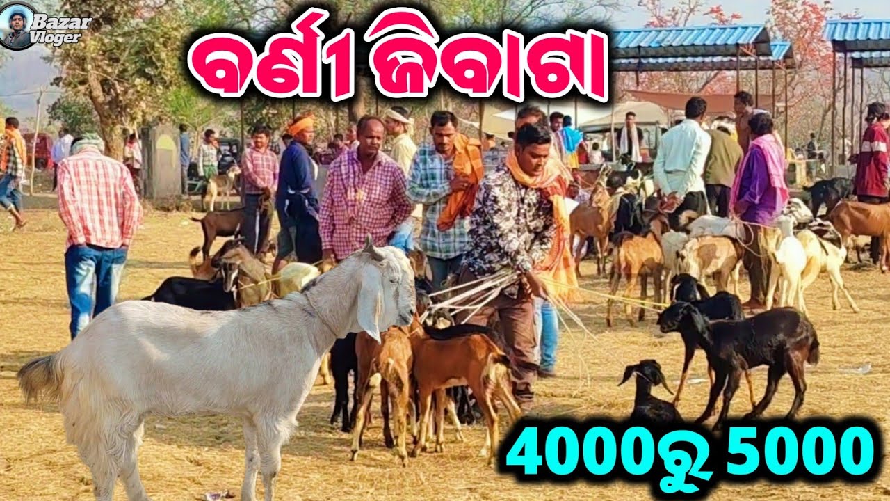 ବର୍ଣୀ  ଜିବା ଛେଳି ମେଲଛା 4000ରୁ 5000 @Bazarvloger