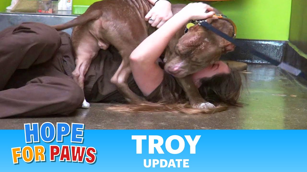 Troy - video update (Make sure to check out the video of his rescue - link below). #senior