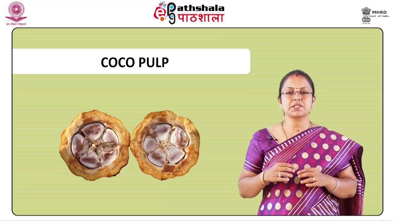 Processing of Cocoa