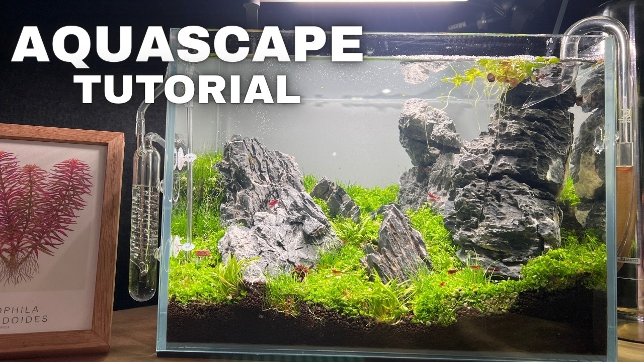 Iwagumi Aquascape Tutorial – Aquarium Schritt für Schritt einrichten & gestalten