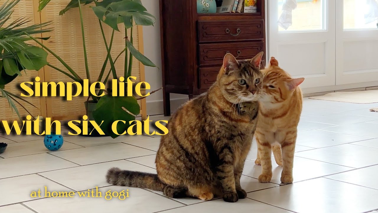 My simple life with six cats | ordinary days | silent vlog France (slow living) | life with cats