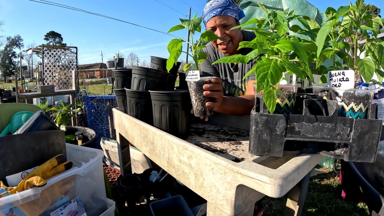 TIME TO UP-POT PEPPERS