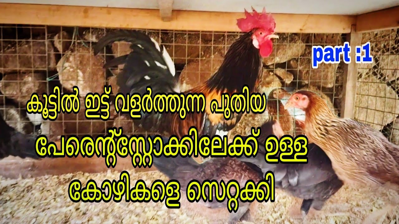 കരികില കോഴികളുടെ പുതിയ പേരെന്റ്സ്റ്റോക്ക് 