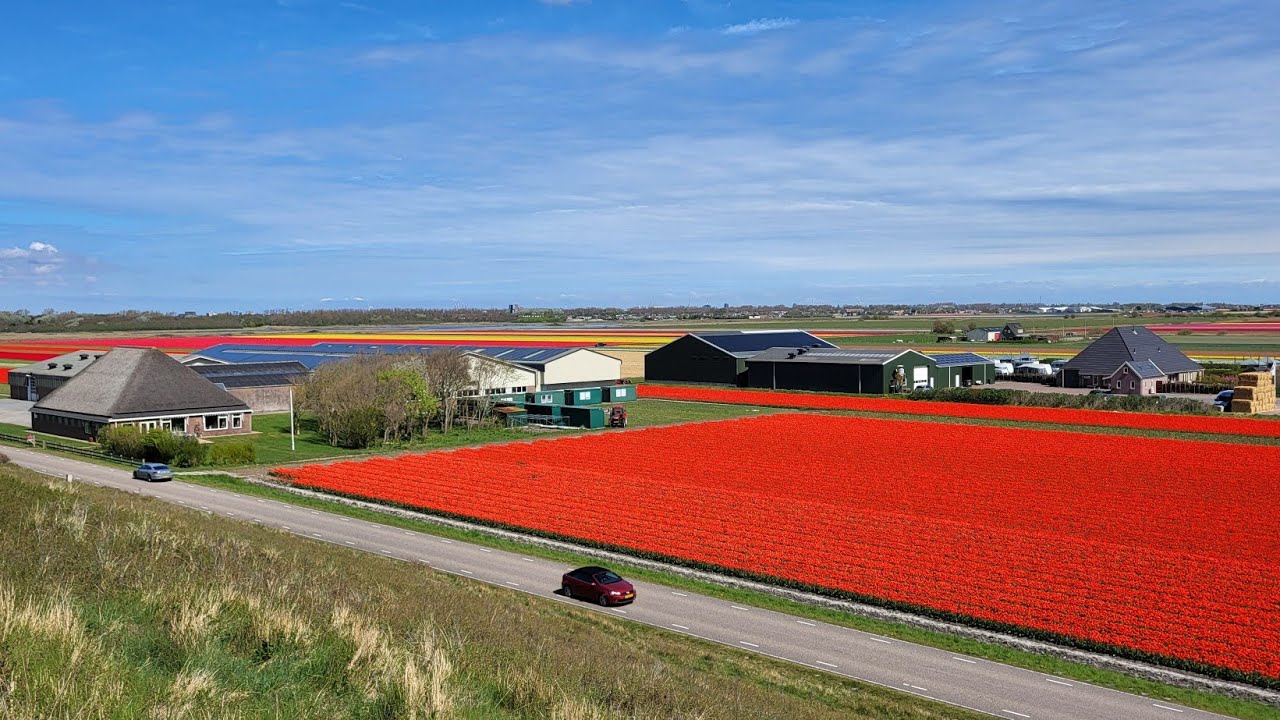 Julianadorp, Netherlands, Dunes and Tulips, April 18, 2025.