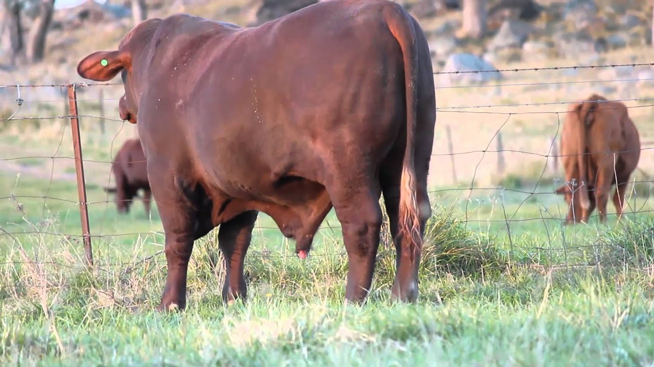 Glen Leigh Santa Gertrudis Ag Show Preview 2013